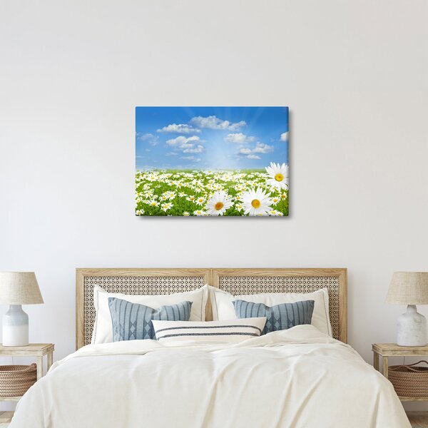 Obraz rozkvetlé louky s kopretinami (70x50 cm)