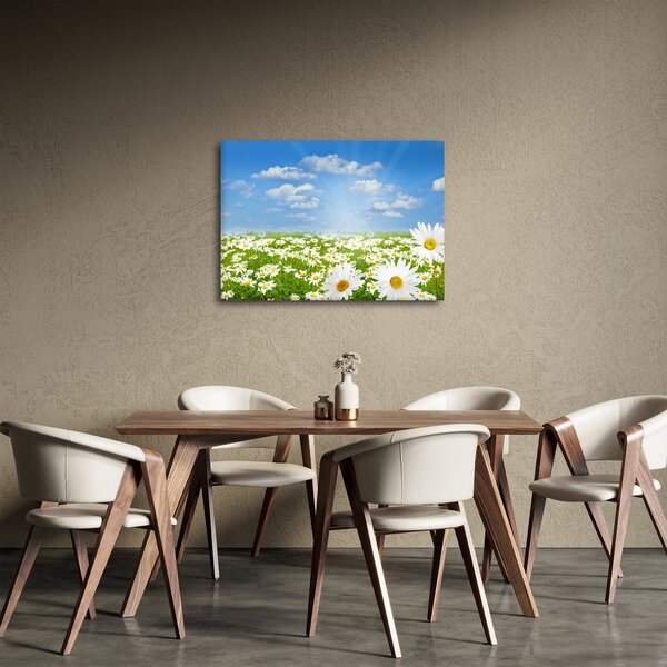 Obraz rozkvetlé louky s kopretinami (70x50 cm)
