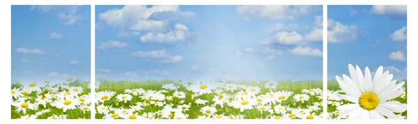 Obraz rozkvetlé louky s kopretinami (170x50 cm)
