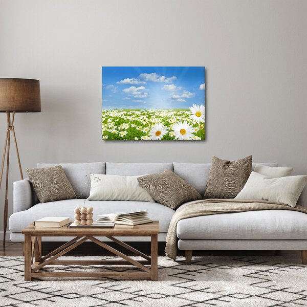 Obraz rozkvetlé louky s kopretinami (70x50 cm)