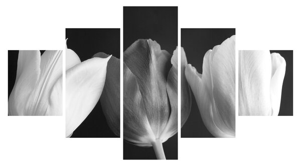 Obraz - Černobílé květy tulipánů (125x70 cm)