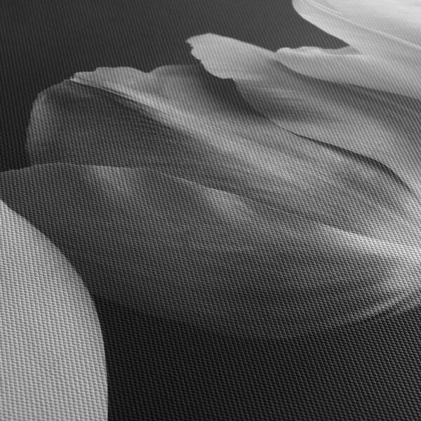 Obraz - Černobílé květy tulipánů (70x50 cm)