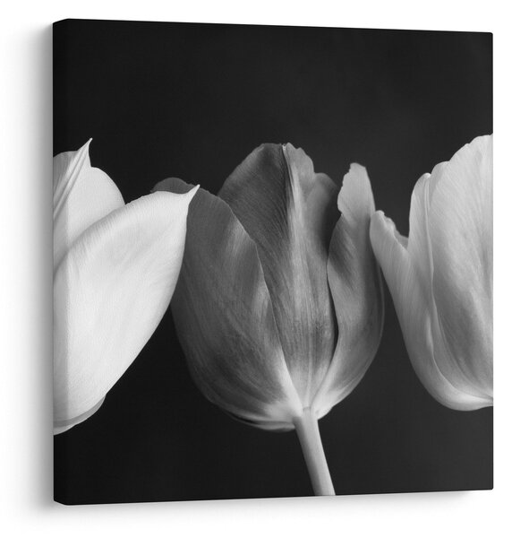 Obraz - Černobílé květy tulipánů (30x30 cm)