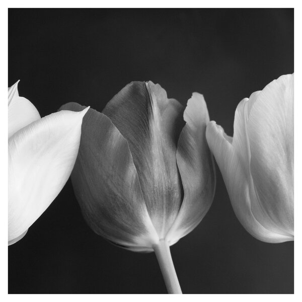 Obraz - Černobílé květy tulipánů (30x30 cm)