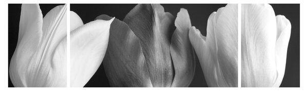 Obraz - Černobílé květy tulipánů (170x50 cm)
