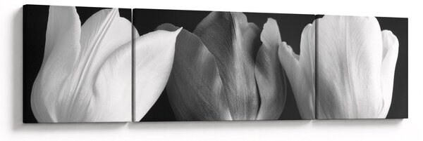 Obraz - Černobílé květy tulipánů (170x50 cm)