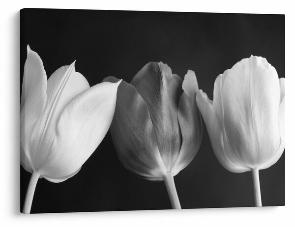 Obraz - Černobílé květy tulipánů (70x50 cm)
