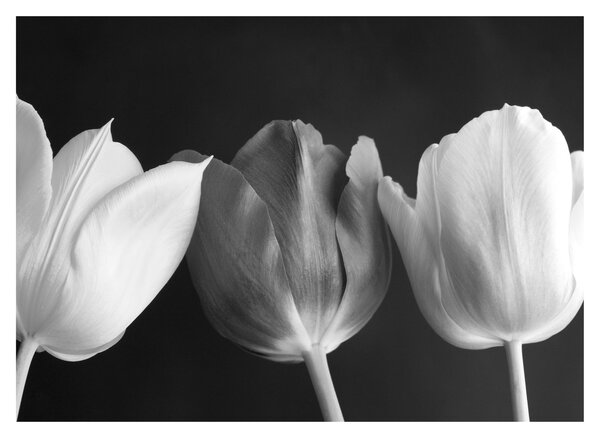 Obraz - Černobílé květy tulipánů (70x50 cm)