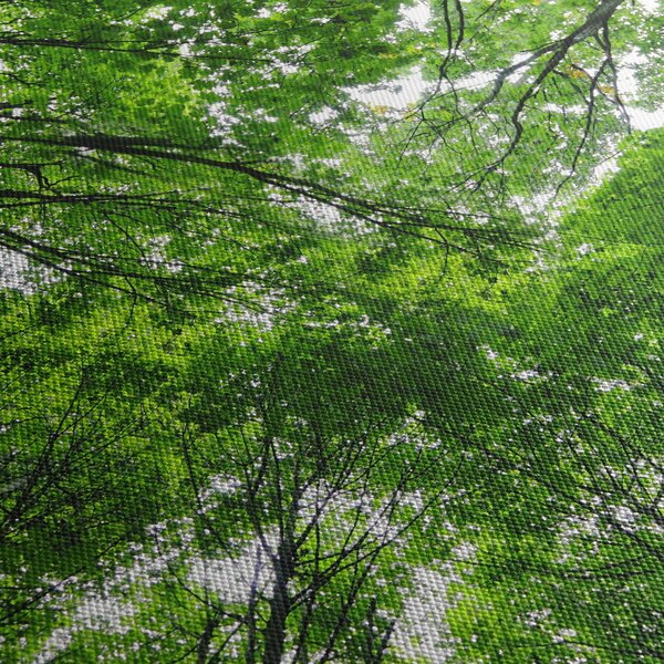 Obraz - Pohled do korun stromů (210x100 cm)