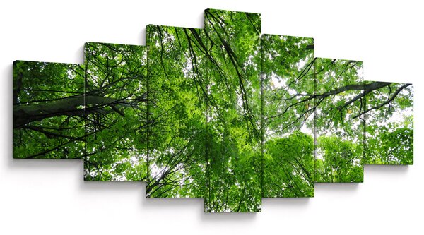 Obraz - Pohled do korun stromů (210x100 cm)