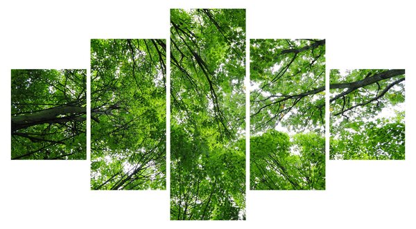 Obraz - Pohled do korun stromů (125x70 cm)