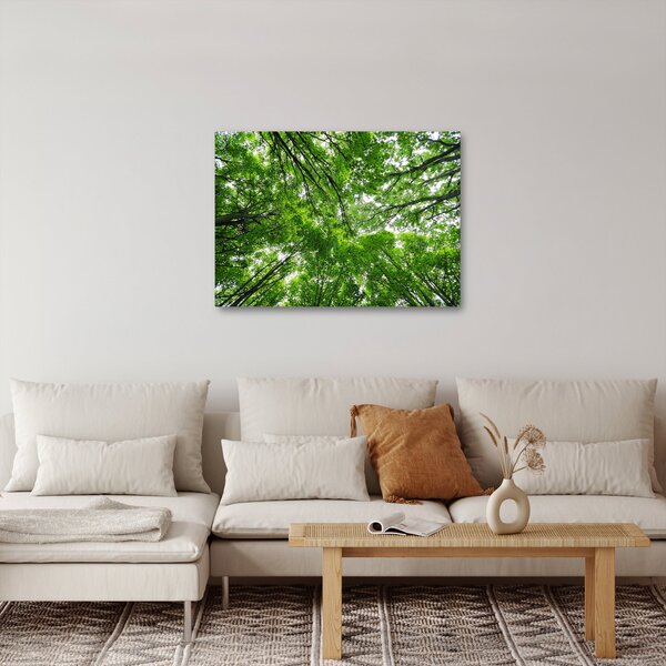 Obraz - Pohled do korun stromů (70x50 cm)
