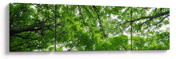 Obraz - Pohled do korun stromů (170x50 cm)