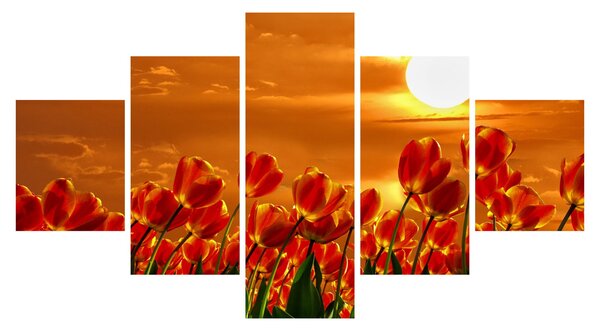 Obraz rozkvetlého lánu s tulipány (125x70 cm)