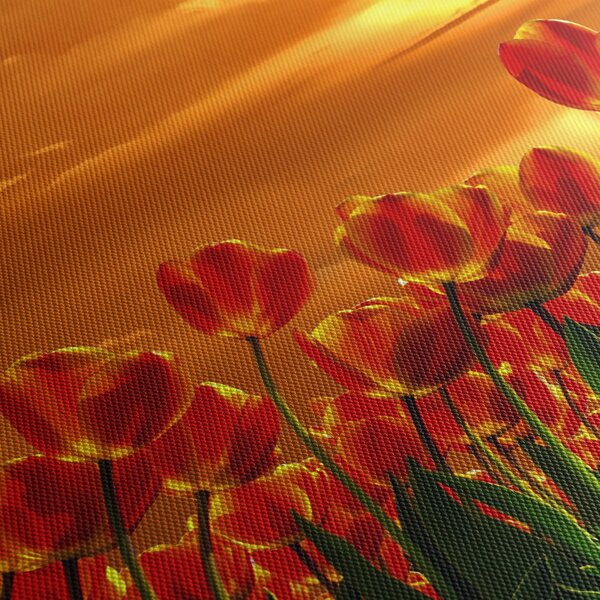 Obraz rozkvetlého lánu s tulipány (30x30 cm)
