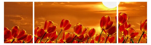 Obraz rozkvetlého lánu s tulipány (170x50 cm)