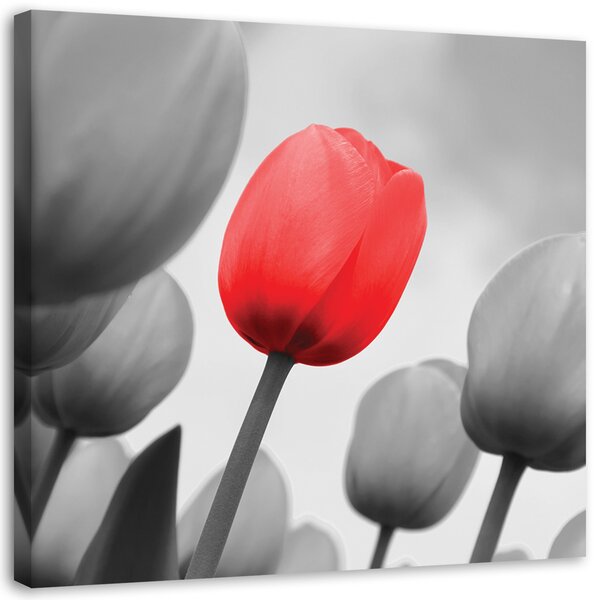 Obraz na plátně Červený tulipán v šedé barvě Rozměry: 30 x 30 cm