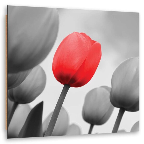 Obraz Červený tulipán v šedé barvě Velikost: 30 x 30 cm, Provedení: Panelový obraz
