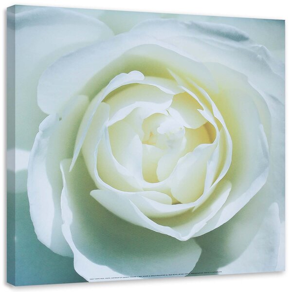 Obraz na plátně Střed bílé růže Rozměry: 30 x 30 cm