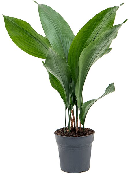 Aspidistra Elatior, průměr 15 cm Kořenokvětka