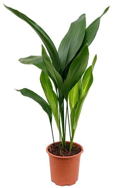 Aspidistra Elatior, průměr 17 cm Kořenokvětka