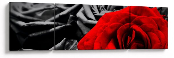 Obraz - Květy růží (170x50 cm)