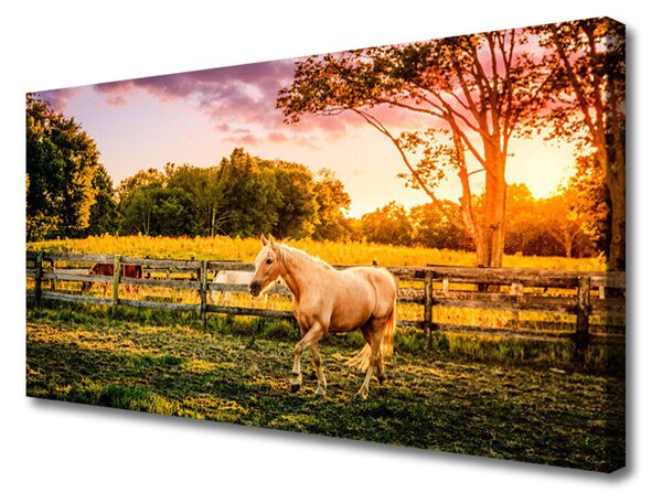 Obraz na plátně Kůň Louka Zvířata 140x70 cm