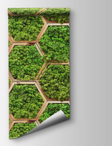 Fototapeta Stěna z rostlin v šestiúhelnících, 3D fototapety, Populární fototapety, u95502 - Tapeko.co.cz