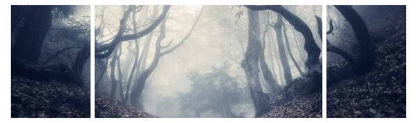 Obraz - Les v mlze (170x50 cm)