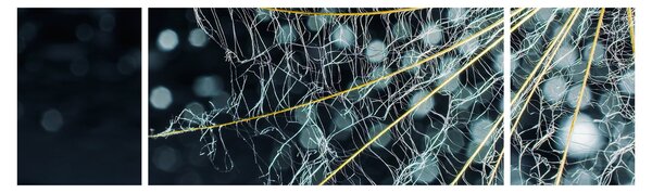 Obraz -Květ s pavučinou (170x50 cm)