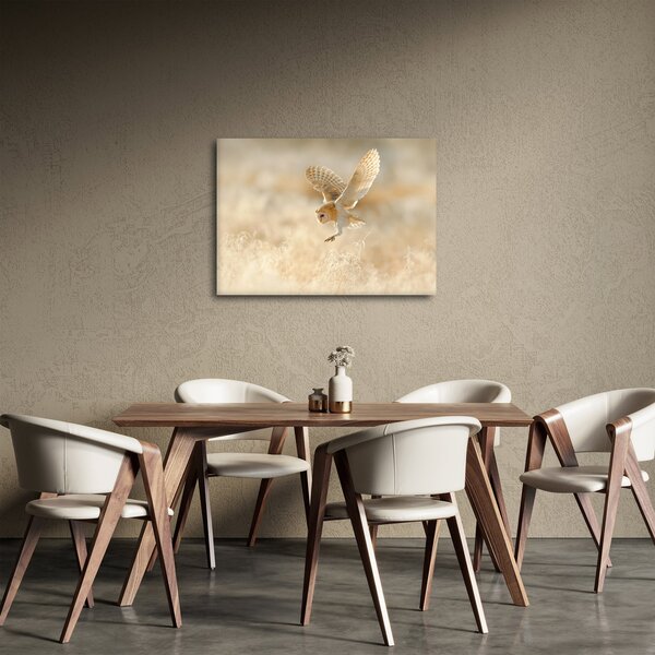 Obraz - Sova pálená (70x50 cm)