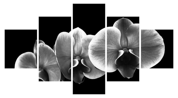 Obraz květu orchideje (125x70 cm)