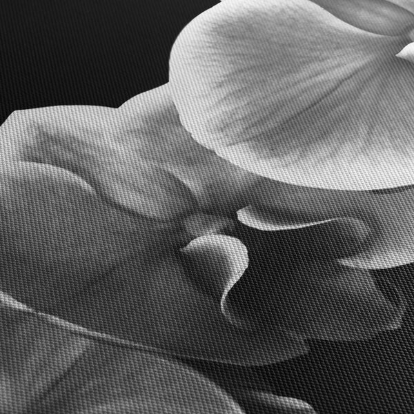 Obraz květu orchideje (210x100 cm)