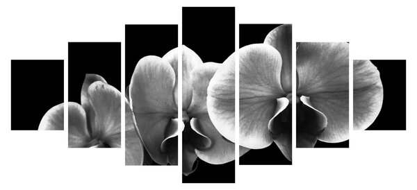Obraz květu orchideje (210x100 cm)