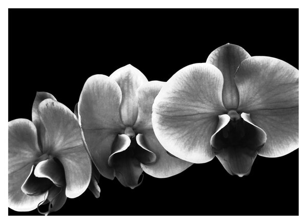 Obraz květu orchideje (70x50 cm)