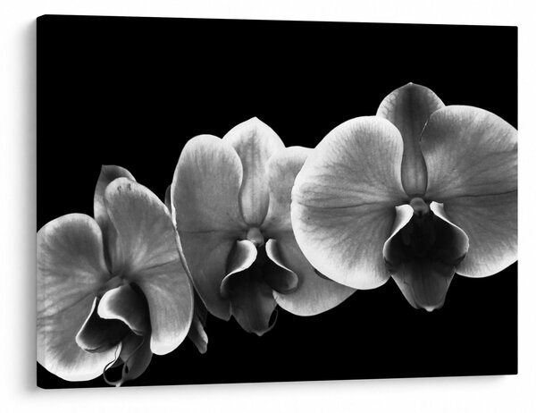 Obraz květu orchideje (70x50 cm)