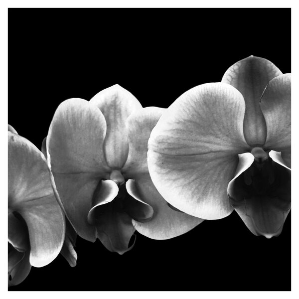 Obraz květu orchideje (30x30 cm)