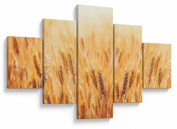Obraz - pole s obilím (125x70 cm)