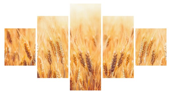 Obraz - pole s obilím (125x70 cm)