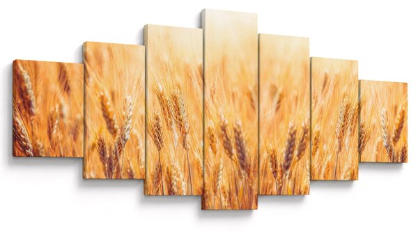 Obraz - pole s obilím (210x100 cm)