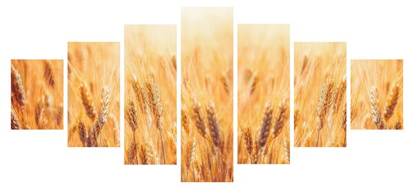 Obraz - pole s obilím (210x100 cm)