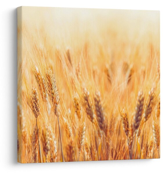 Obraz - pole s obilím (30x30 cm)