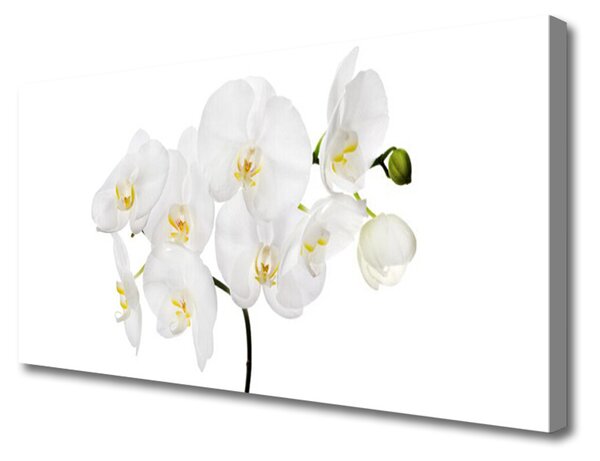 Obraz na plátně Bílá Orchidej Květiny 100x50 cm