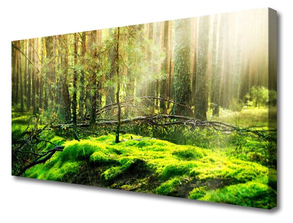 Obraz na plátně Mech Les Příroda 100x50 cm