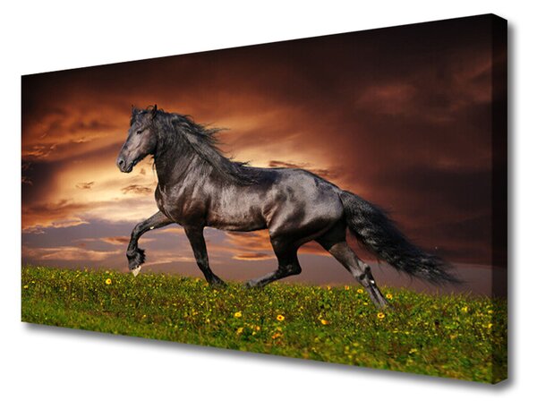 Obraz na plátně Černý Kůň Louka Zvířata 100x50 cm