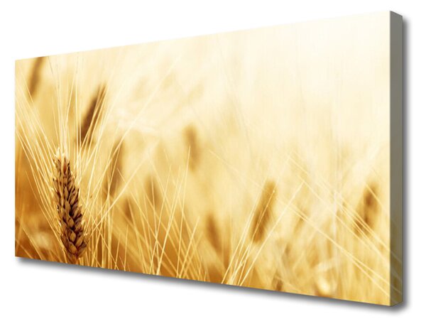 Obraz na plátně Pšenice Rostlina Příroda 140x70 cm