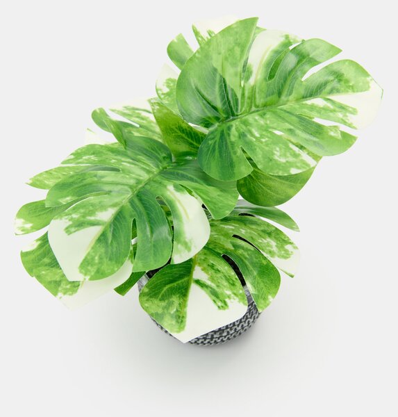 Sinsay - Okrasná rostlina v květináči – monstera - zelená