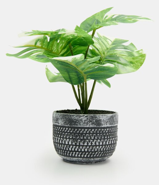 Sinsay - Okrasná rostlina v květináči – monstera - zelená