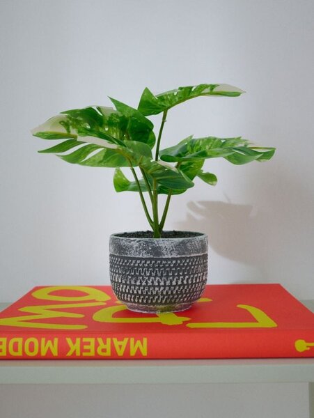 Sinsay - Okrasná rostlina v květináči – monstera - zelená
