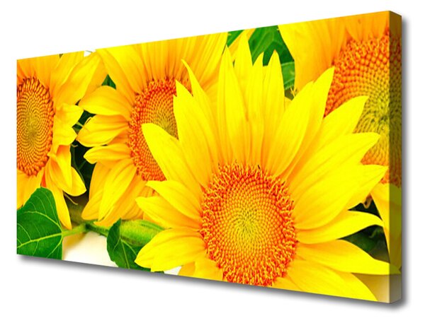 Obraz na plátně Slunečnice Květ Příroda 120x60 cm